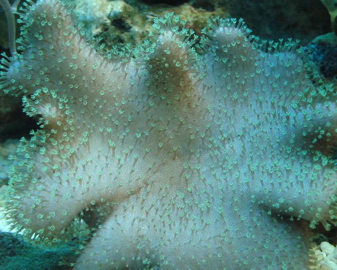 corals inverts - sarcophyton sp. - toadstool mushroom leather coral stocking in 44 gallons tank - Sarcophyton