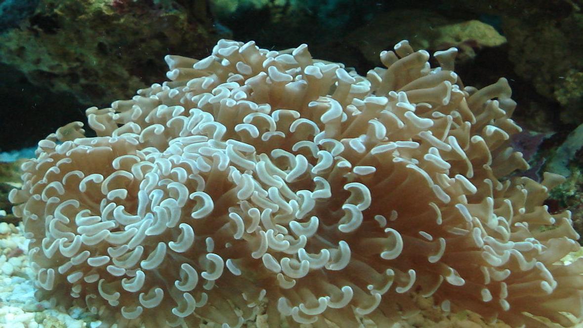 corals inverts - euphyllia ancora - hammer / anchor coral stocking in 44 gallons tank - Hammer Coral. This coral has also done much better in the larger tank with correct lighting, better water flow and better filtration and water quality.