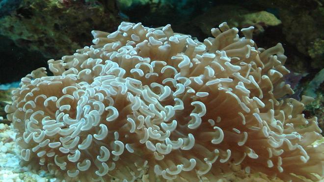 corals inverts - euphyllia ancora - hammer / anchor coral stocking in 44 gallons tank - Hammer Coral. This coral has also done much better in the larger tank with correct lighting, better water flow and better filtration and water quality.