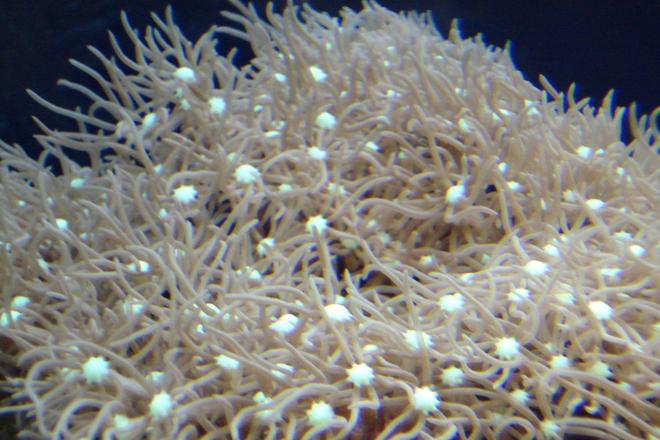 corals inverts - briareum sp. - starburst polyp stocking in 44 gallons tank - Purple Star Polyp Coral