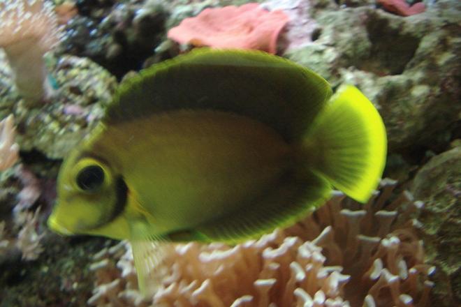 saltwater fish - acanthurus pyroferus - mimic lemon peel tang stocking in 44 gallons tank - Mimic Tang