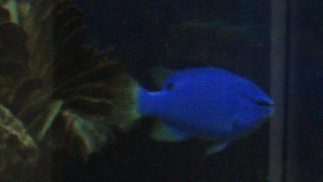 saltwater fish - chrysiptera cyanea - blue damselfish stocking in 44 gallons tank - Blue Damsel