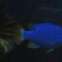saltwater fish - chrysiptera cyanea - blue damselfish stocking in 44 gallons tank - Blue Damsel