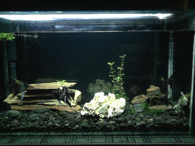 30 gallons freshwater fish tank (mostly fish and non-living decorations) - Angelfish tank
