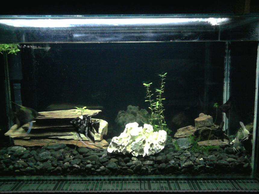 Rated #288: 30 Gallons Freshwater Fish Tank - Angelfish tank