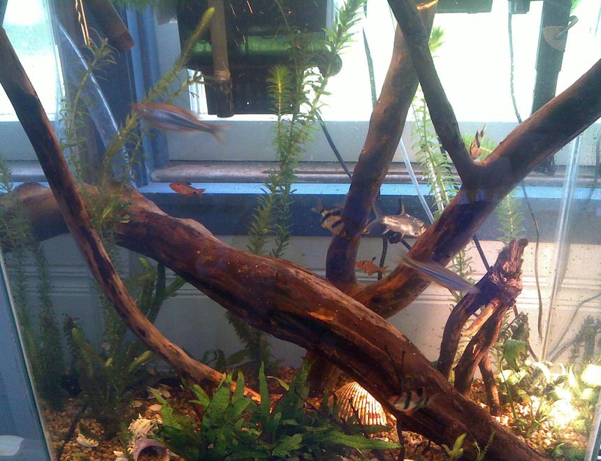 Rated #154: 30 Gallons Planted Tank - second picture