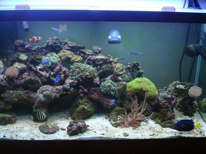 90 gallons reef tank (mostly live coral and fish) - All Glass fish/reef tank. Aquatic Life 6bulb t-5. Protein skimmer. Refugium.