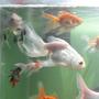 fish tank picture - All happy golds with rainbow shark