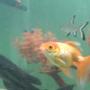 freshwater fish - carassius auratus - fantail goldfish, red stocking in 68 gallons tank - my red gold,bala shark and pelco