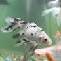 freshwater fish - carassius auratus - shubunkin goldfish stocking in 68 gallons tank - suyunkin&albino tiger abobe fins of red cap biggi