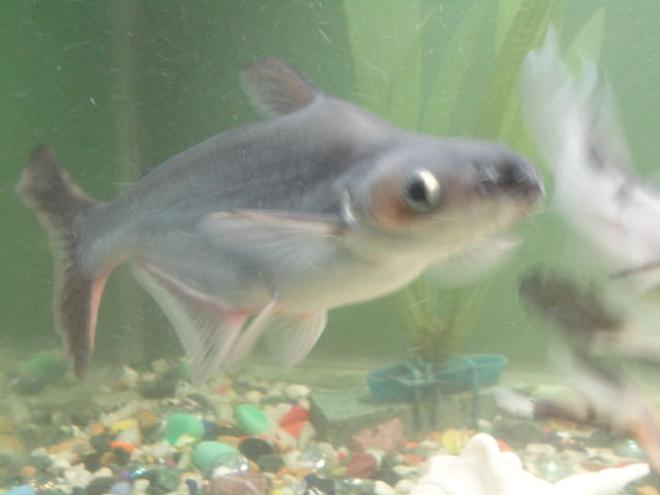 freshwater fish - galeocerdo cuvier - tiger shark stocking in 68 gallons tank - my both tigers are 2 yrs old wen i bought them they wer 1" now black one is 14" and albino is 11"