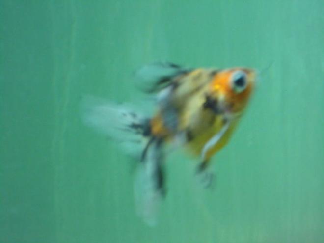 freshwater fish - carassius auratus - telescope goldfish stocking in 68 gallons tank - smaller one short body raynchu telescopic eye gold