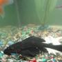 freshwater fish - glyptoperichthys gibbiceps - sailfin pleco (l-83) stocking in 68 gallons tank - my most royal and loved one pelco i bought him 4.5 yrs back oldest in my tank also grown to 12" from 1" i love him