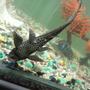 fish tank picture - smaller pelco he is also grown a lot 2 yrs old