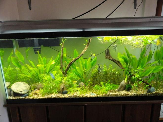 55 gallons planted tank (mostly live plants and fish) - 55 gallon planted
