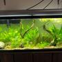 55 gallons planted tank (mostly live plants and fish) - 55 gallon planted