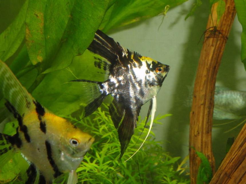 Rated #70: Freshwater Fish - Pterophyllum Sp. - Marble Veil Angel Stocking In 55 Gallons Tank - angelfish