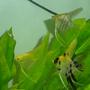 freshwater fish - pterophyllum sp. - gold veil angel stocking in 55 gallons tank - angelfish