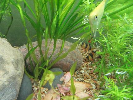freshwater fish - botia macracantha - clown loach stocking in 55 gallons tank - clown loach