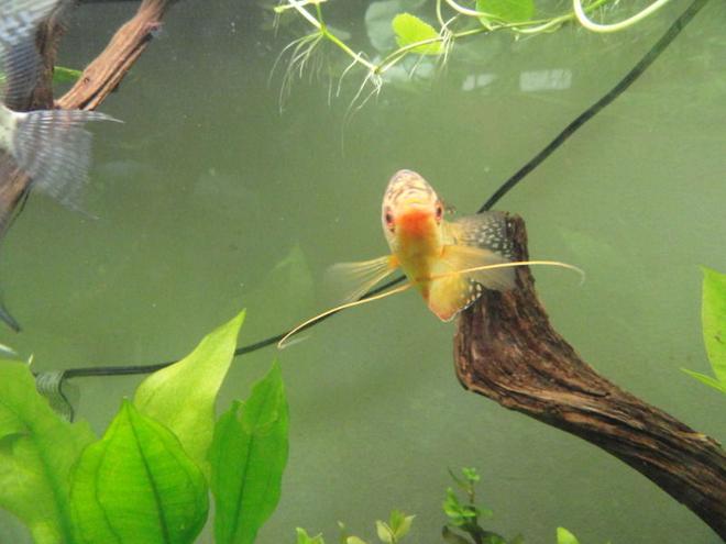 freshwater fish - trichogaster trichopterus - gold gourami stocking in 55 gallons tank - three spot gold gourami