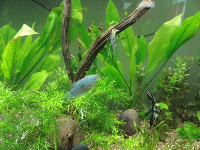 freshwater fish - trichogaster trichopterus - blue gourami stocking in 55 gallons tank - opaline gourami three spot angelfish