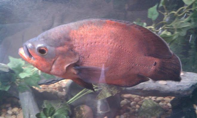 freshwater fish - astronotus ocellatus - red oscar stocking in 125 gallons tank - My old buddy... Red Oscar 13 inches long, about 8 years old