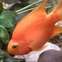 freshwater fish - heros severus x amphilophus citrinellum - blood parrot stocking in 125 gallons tank - Crackah my roughneck Parrot
