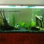 120 gallons planted tank (mostly live plants and fish) - Day view