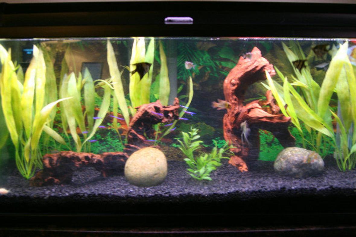 40 gallons freshwater fish tank (mostly fish and non-living decorations) - tank set up with an amazonian theme/vibe/ambiance/decor: 4 young angels 3 blue long fin rams 2 hatchets 12 cardinal tetras 3 cory cats 1 small bushy nose pleco