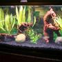 fish tank picture - another angle of the full tank