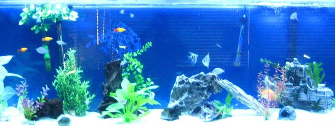 135 gallons freshwater fish tank (mostly fish and non-living decorations) - My 135 gallon tank and i just changed my tank to a salt water tank so i will get those pictures up soon