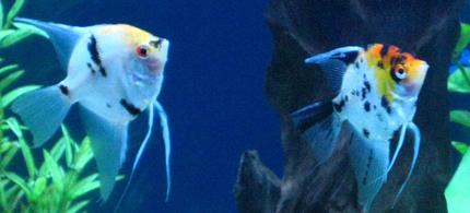 freshwater fish - pterophyllum sp. - koi angel stocking in 135 gallons tank - My koi angels