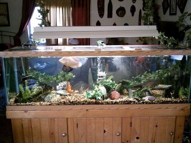 125 gallons freshwater fish tank (mostly fish and non-living decorations) - 125G Community