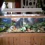 125 gallons freshwater fish tank (mostly fish and non-living decorations) - 125G Community