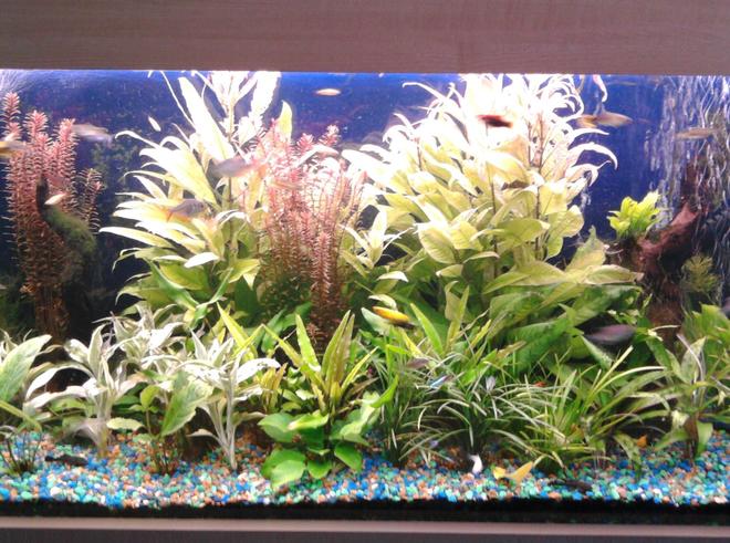 75 gallons planted tank (mostly live plants and fish) - All live plants with lots of fish.