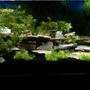 55 gallons freshwater fish tank (mostly fish and non-living decorations) - 55 gallon african cichlid tank