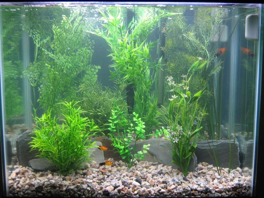 Rated #242: 25 Gallons Freshwater Fish Tank - 25 gallon Tank, 2 weeks after setup, 2 day with fish