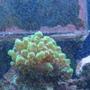 corals inverts - plerogyra sinuosa - bubble coral, green stocking in 30 gallons tank - coral