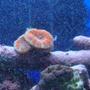 corals inverts - acanthastrea echinata - acan brain coral stocking in 30 gallons tank - acan and clam