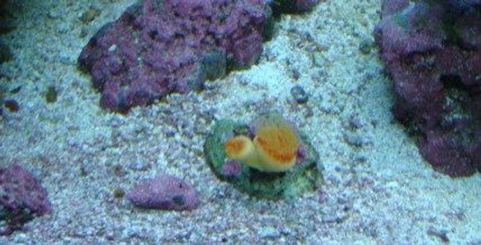 corals inverts - tubastraea sp. - sunflower coral stocking in 30 gallons tank - coral