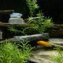 fish tank picture - front3