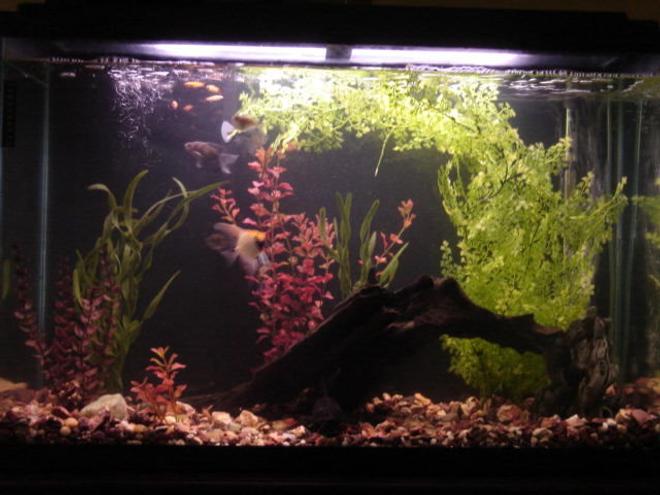45 gallons freshwater fish tank (mostly fish and non-living decorations) - 45 gallon, plastic plants, driftwood, 1x hatchet, 2x cherry barb, 1x angelfish, 1x sailfin catfish, 2x upside-down catfish, 5x golden white clouds, 3x black skirt tetra
