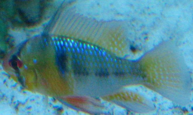 freshwater fish - papiliochromis ramirezi - german blue ram stocking in 135 gallons tank - My German blue ram