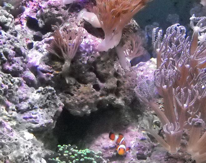 corals inverts - anthelia sp. - waving hand - blue stocking in 14 gallons tank - 14 Gal Biocube. Xenias, zoos, Brain Favites & 1 Oscellaris Clown named Oscar.