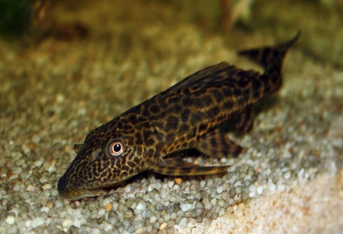 freshwater fish - hypostomus plecostomus - common pleco stocking in 65 gallons tank - My common Pleco, giving me the eye