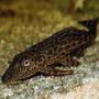 freshwater fish - hypostomus plecostomus - common pleco stocking in 65 gallons tank - My common Pleco, giving me the eye