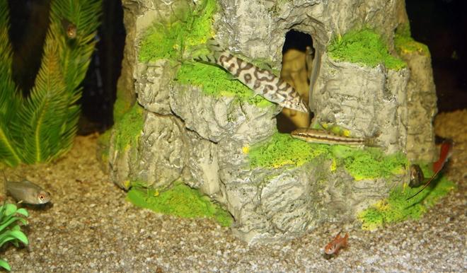freshwater fish - botia lohachata - lohachata botia loach stocking in 65 gallons tank - My Pakhistani loach and sucker loach striking up conversation. Sword Tail, Serpae Tetra, Lemon Tetra and Red Eye Tetras Listening in.