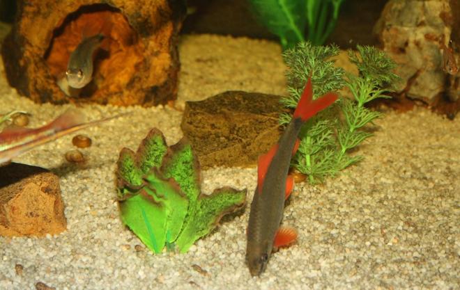 freshwater fish - epalzeorhynchos frenatus - rainbow shark stocking in 65 gallons tank - My Rainbow Shark Feeding on some algae and my Buenos Aires Tetra relaxing in a cave