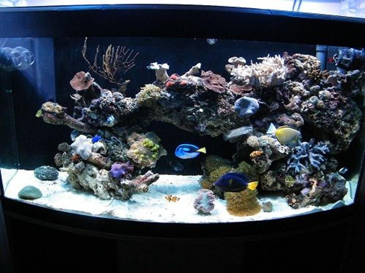 78 gallons reef tank (mostly live coral and fish) - Front View