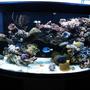78 gallons reef tank (mostly live coral and fish) - Front View